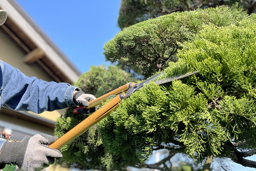 庭木の剪定・生垣の刈込